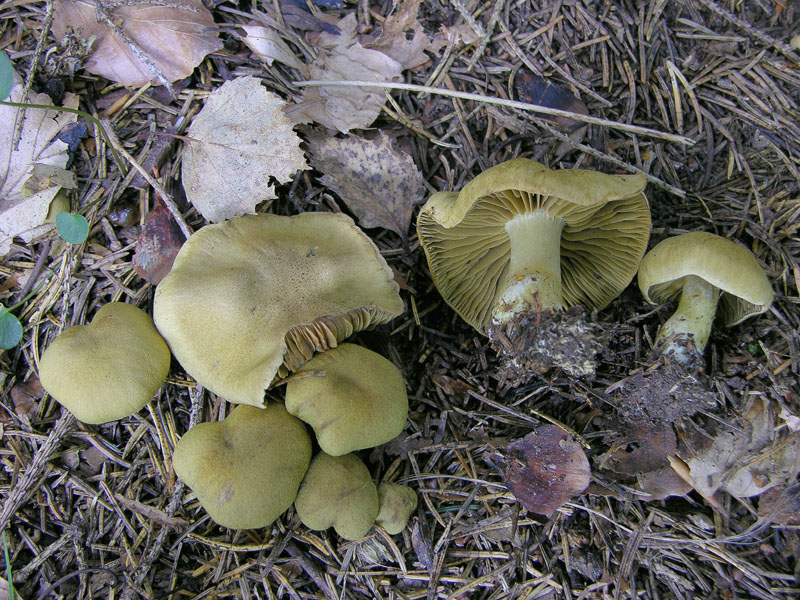 Cortinarius, 26 settembre.